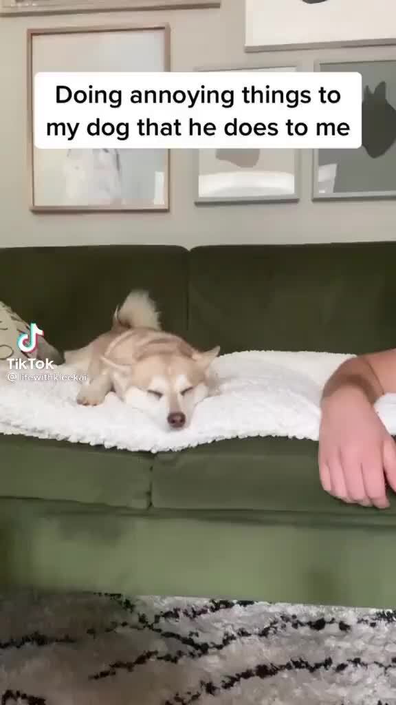 Doing annoying things to my dog that he does to me TikTok - iFunny