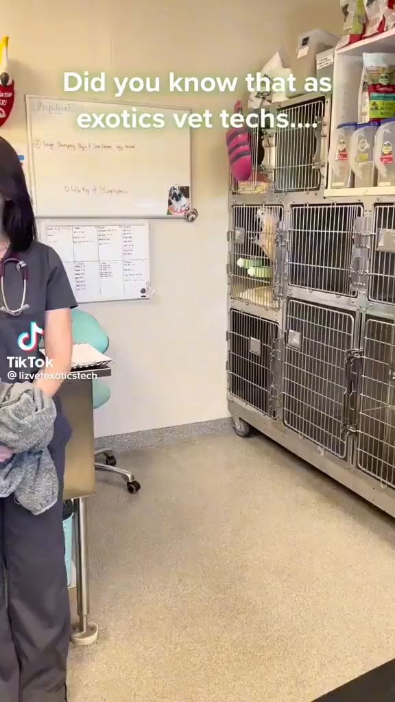 Did you know that as exotics vet techs.... TikTok )