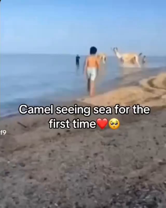 Camel seeing sea for the first time - iFunny