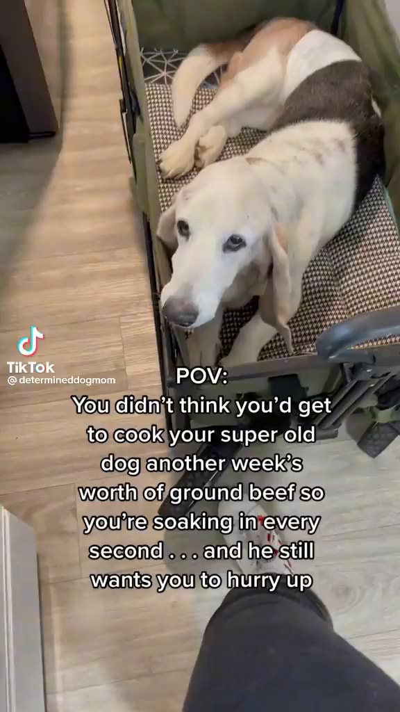 TikTok POV: You didn't think you'd get to cook your super old dog ...
