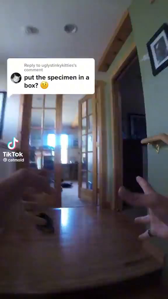 Put the specimen ina box? TikTok @catmold - iFunny