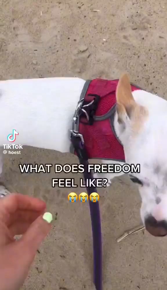 I WHAT DOES FREEDOM FEEL LIKE? iFunny
